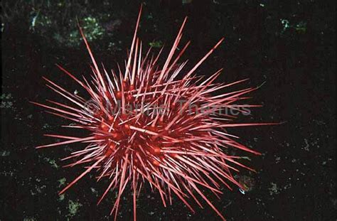 Red Sea Urchin Strongylocentrotus Franciscanus Spines Spikes Spikey