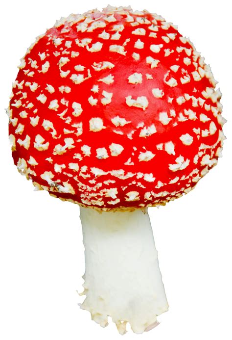 Download Mushroom Png Image For Free