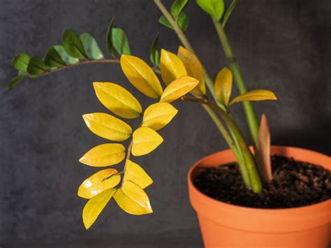 ZZ plant problems, save your yellow or falling Zamioculcas