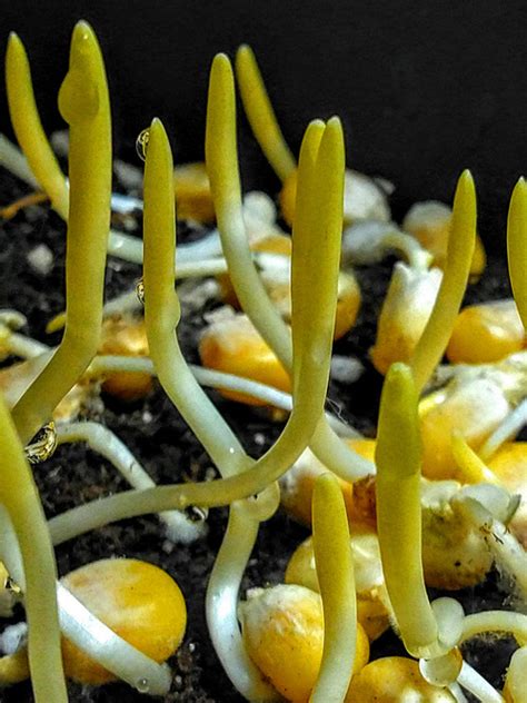 Popcorn Microgreen Information And Nutrition