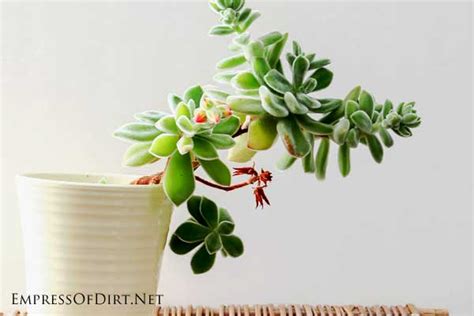 I water my cactus about every 3 weeks or even once a month. How Often Should I Water My Houseplants? - Empress of Dirt