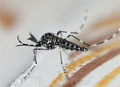 New Dangerous African Mosquito Inches Its Way To Yucatán