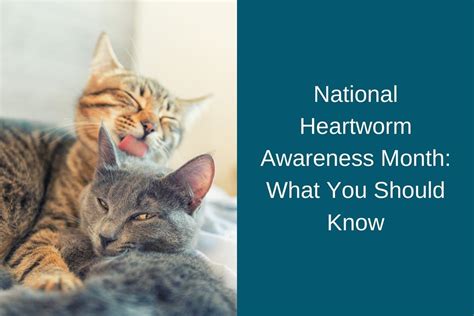 National Heartworm Awareness Month What You Should Know Blog