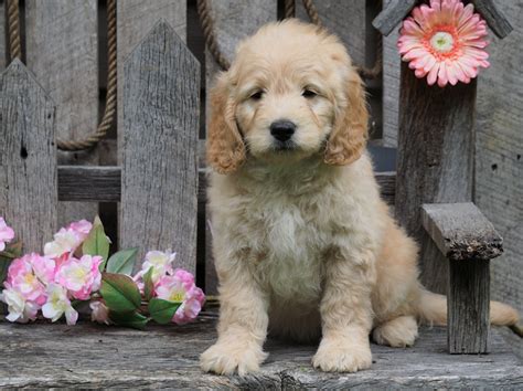 The mini goldendoodle has become a very popular puppy in america. Mini Golden Retriever Puppies Ohio - Pet Inspiration