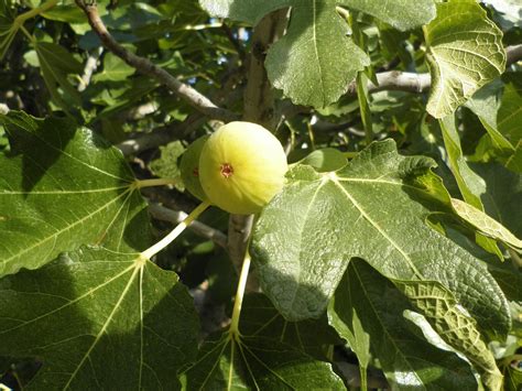 Anjeer is a densely sweet and an astringent fruit which is hard to digest and has cooling power. Smokva Fig tree and fruit in mediterranean climate | Fig ...