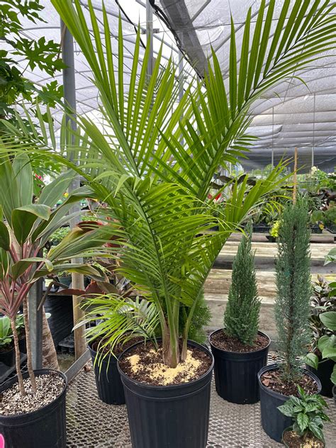 Ravenea Rivularis How Care Of Majesty Palm Plant