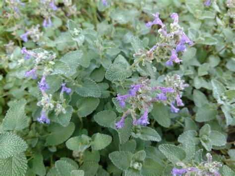 03.01.2019 · the catmint vs. Backyard Gardener - Catnip and Catmint - September 20 ...