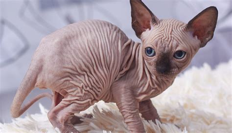 List Of 10 Most Weird Cat Breeds You Find In The World