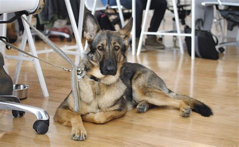 On the flip side, a dog toy that could withstand a powerful labrador bite would probably be too heavy for a small dog, like a chihuahua, to carry around. What Are The Best Toys For German Shepherds? | BARK