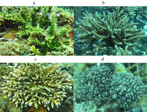 Transplanted Corals Transplanted A Acropora Florida B A Formosa