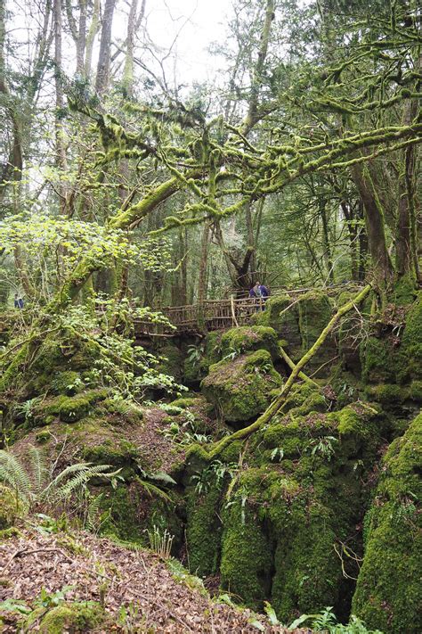 The Magical Ancient Woodland Of Puzzlewood Melissa Jane Lee Ancient