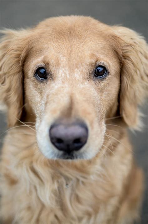 Hd Wallpaper Dog Puppy Golden Retriever Golden Retriever Nose