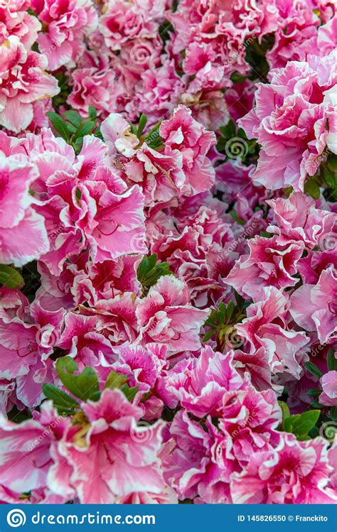 Although the blossoms of these species range from pale pink to deep rose or almost crimson, there are rare white forms of certain plants. White rimmed pink azaleas stock photo. Image of plant ...