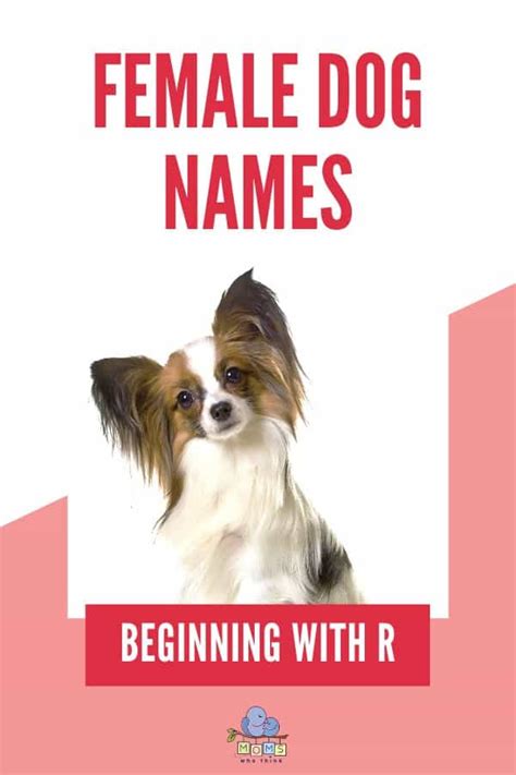 Animal Name Starting With R / Bat Description Habitat Diet