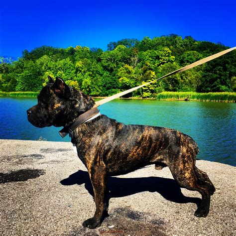 Cane Corso Puppies For Sale | Rochester, NY #197695