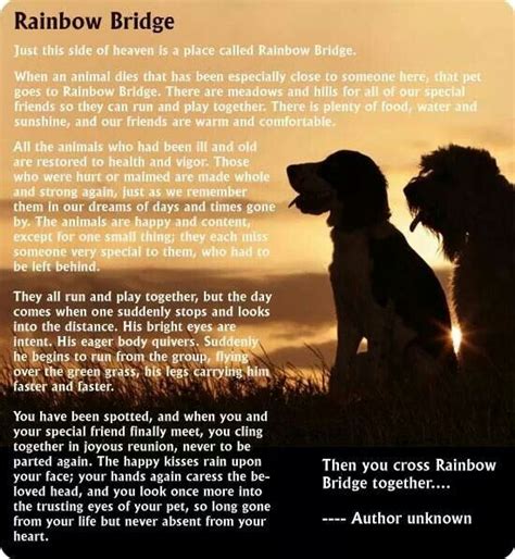Rainbow Bridge Rainbow Bridge Dog Love Rainbow Bridge Poem