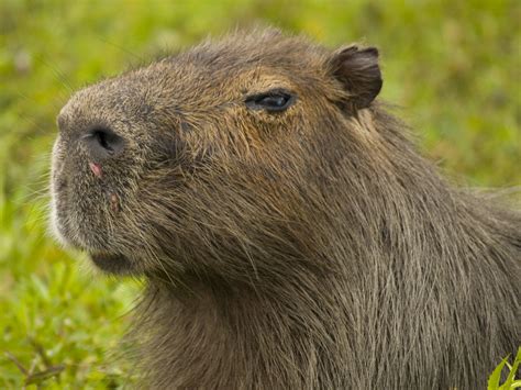 800 x 600 jpeg 302 кб. Fauna Argentina: El carpincho o capibara. - Taringa!