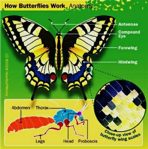 What Is The Best Way To Repair A Butterflys Wing One Of The Wings Is