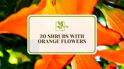 20 Shrubs With Orange Flowers Choices To Bring You Joy