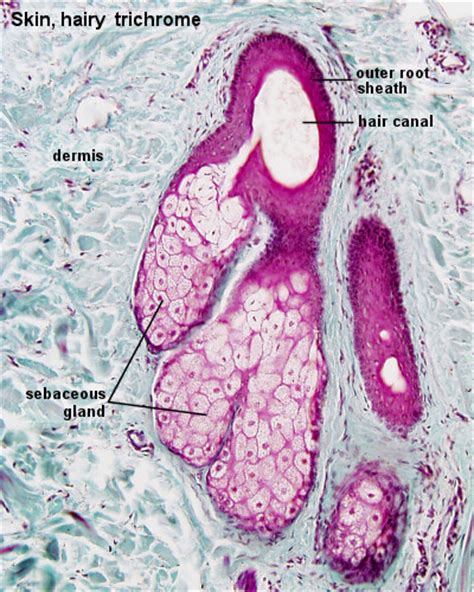 Fileintegumentary Sebaceous Gland Histology 01 Embryology