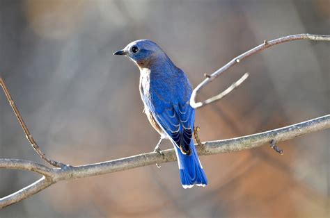 Eastern Bluebird Virginia Eastern Bluebird Sialia Sialis Flickr