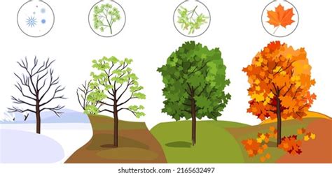 Maple Tree Four Seasons Spring Summer Stock Vector Royalty Free