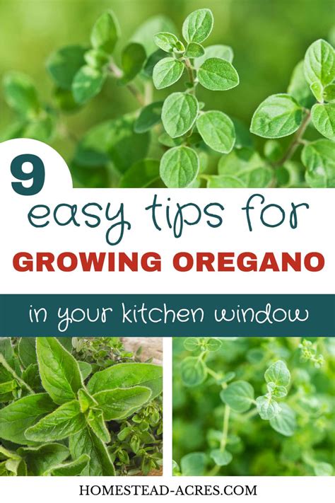 How To Grow Oregano Indoors Homestead Acres