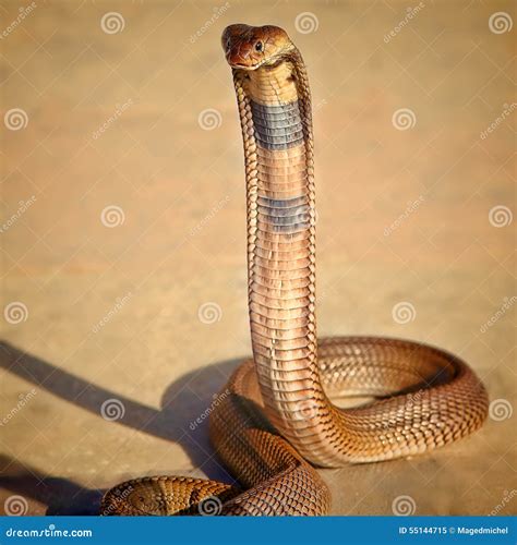 Egyptian Cobra Stock Images Download 181 Royalty Free Photos