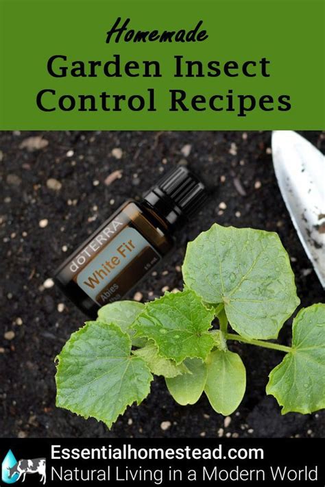 Homemade Garden Insect Control Recipes