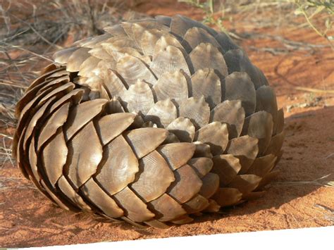 The eight species of pangolin that roam the wilds of asia and africa are strong swimmers who rely on their long tongues. Pangolin Facts, History, Useful Information and Amazing ...