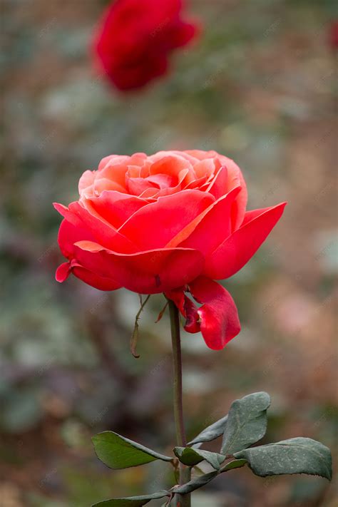 Bunga Mawar Merah Terang Pada Musim Bunga Latar Belakang Dan Gambar