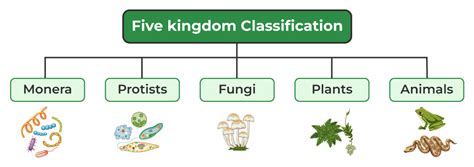Five Kingdom Classification Features Examples