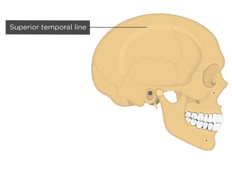 Parietal Bone Anatomy Location And Labeled Diagram Getbodysmart