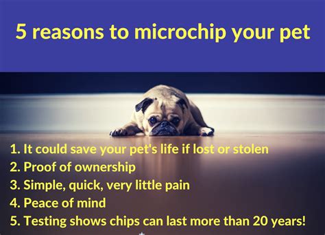 At mph, we know pets are like family. Palmdale Veterinary Hospital - Home | Facebook