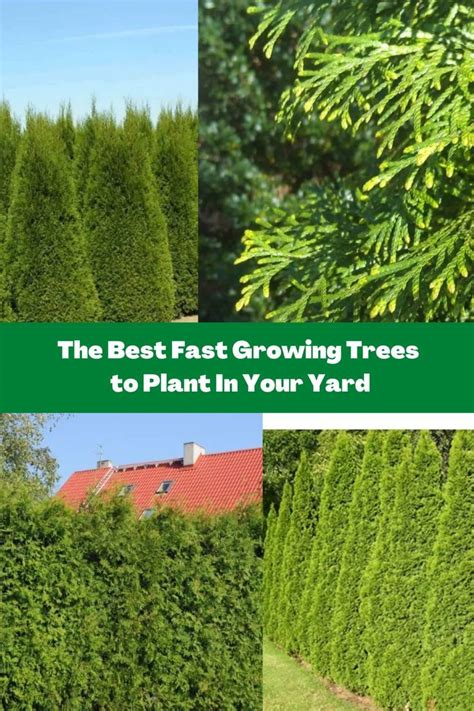The Best Fast Growing Trees To Plant In Your Yard