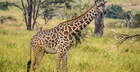 Iucn Declares Masai Giraffes Endangered Chimpreports