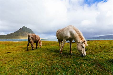 1920x1080px 1080p Free Download White And Brown Horses Near Body Of