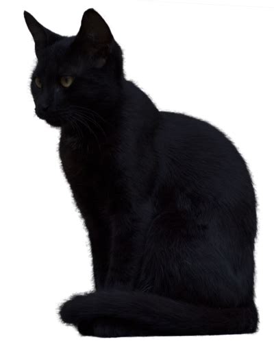 black cat face png