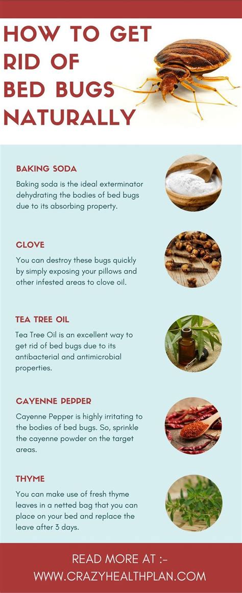 7 Essential Oils To Get Rid Of Bugs At Home Rid Of Bed Bugs Bed Bug