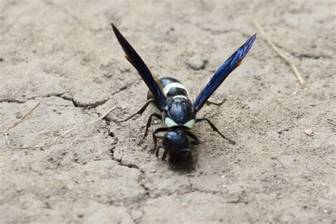 Examples are in the pictures below as well as an example of one of its variations. Four-toothed Mason Wasp | At Meadowbrook Park, Urbana, IL ...