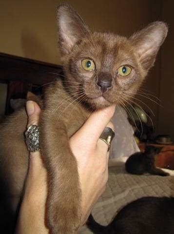 We did not find results for: Burmese Kittens available NOW FOR SALE ADOPTION from ...