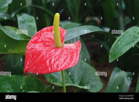 Red Anthurium Andraeanum Flamingo Flower Stock Photo Alamy