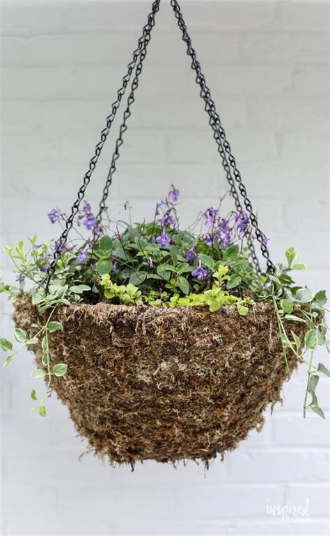 Diy Hanging Basket Plant For Shade Inspired By Charm Plants For