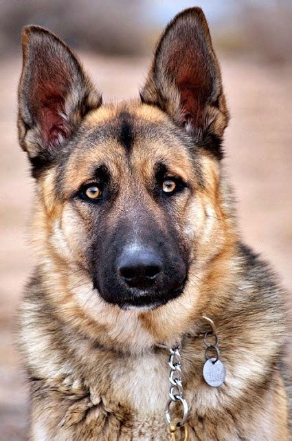 Cute Overload German Shepherds Dogs