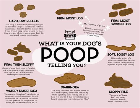 What Does Normal Dog Poop Look Like Animalspick