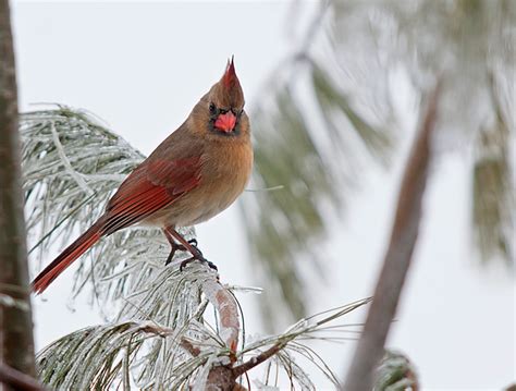 Photos Of Cardinals Philip Schwarz Photography Blog