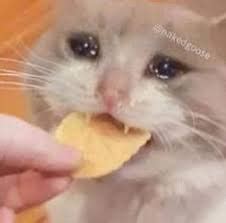 Find cat pfp 1080x1080 image, wallpaper and background. crying cat memes are a mood | Fandom