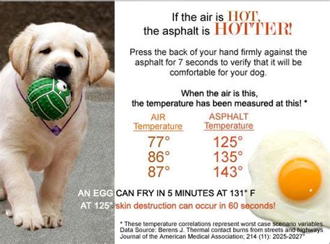 Pets N More 14 Signs Your Pet Is Too Hot Can You Recognize Them All