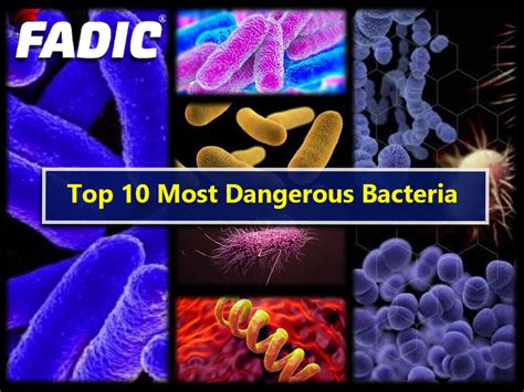 Types Of Microorganisms With Names