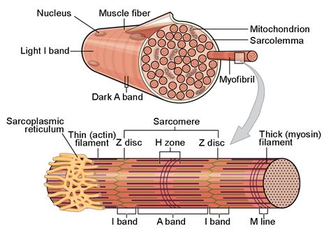 Skeletal Muscle Structure And Contraction Bio103 Human Biology